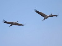 Kranich (Grus grus)  23